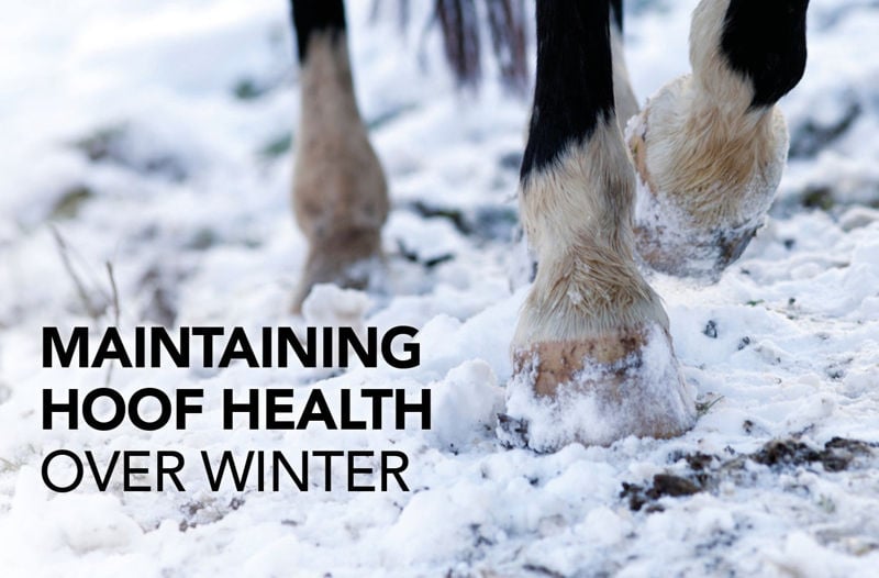 Maintaining hoof health over winter